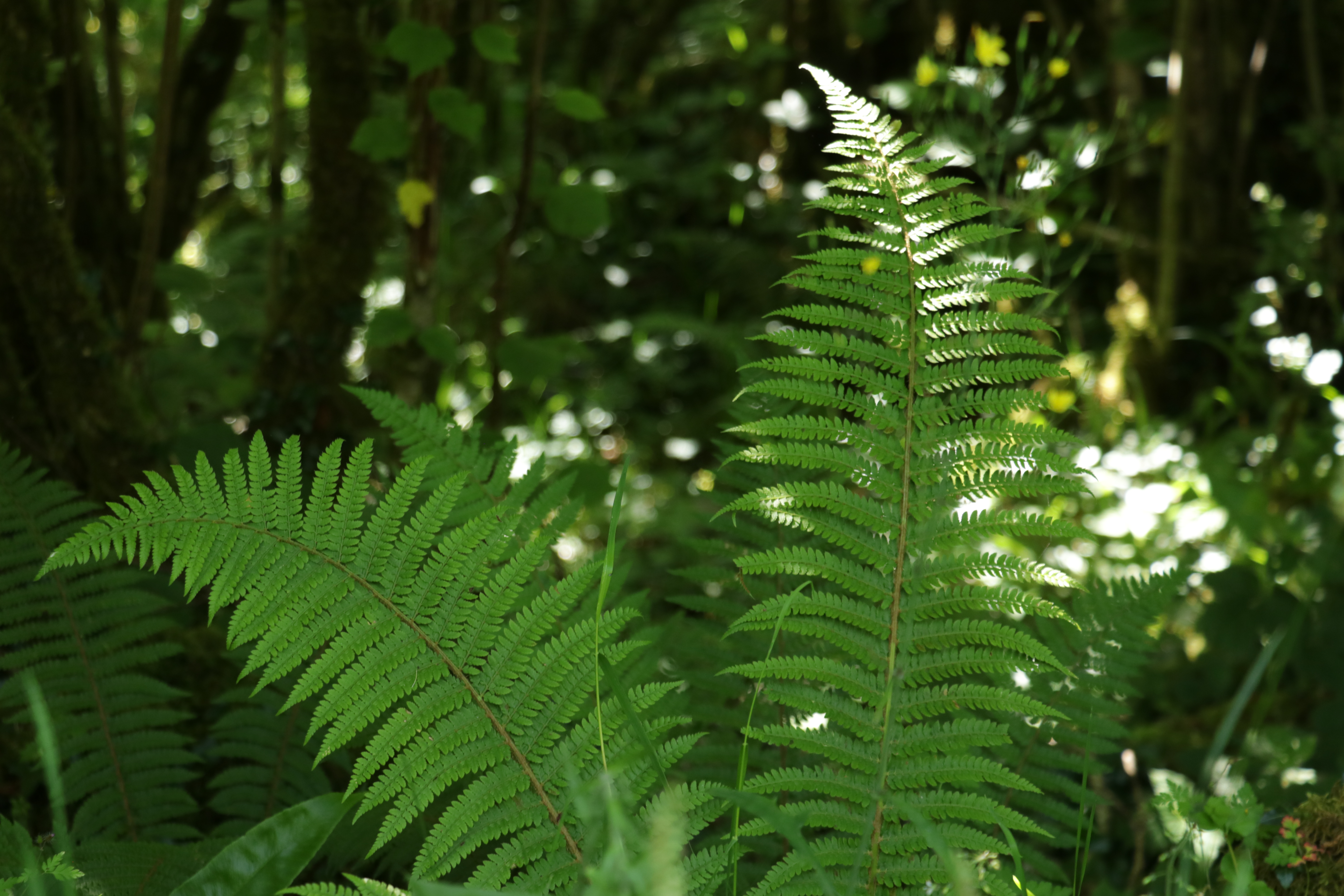 nature therapy - irish woods