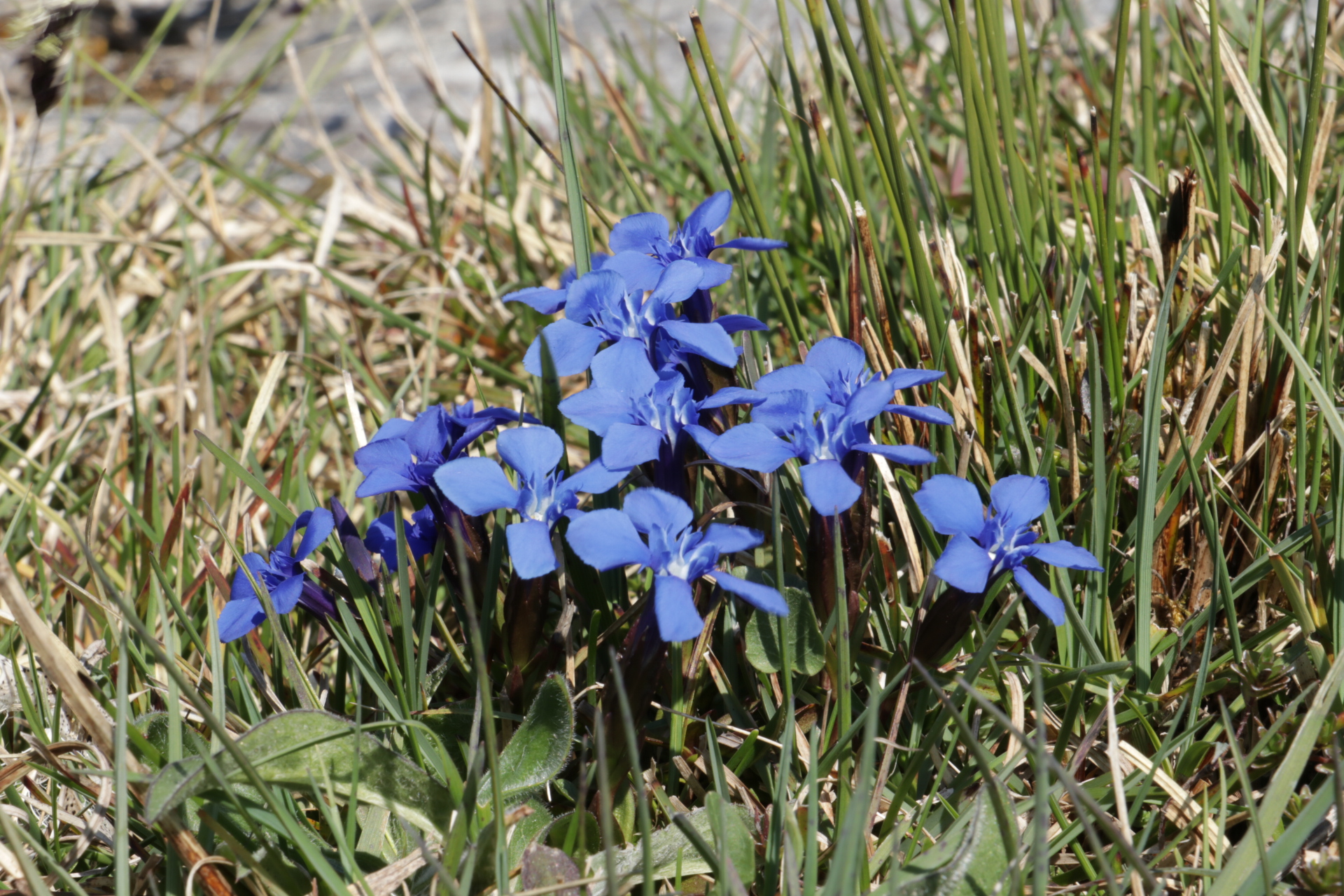 Burren Flowers, Co. Clare