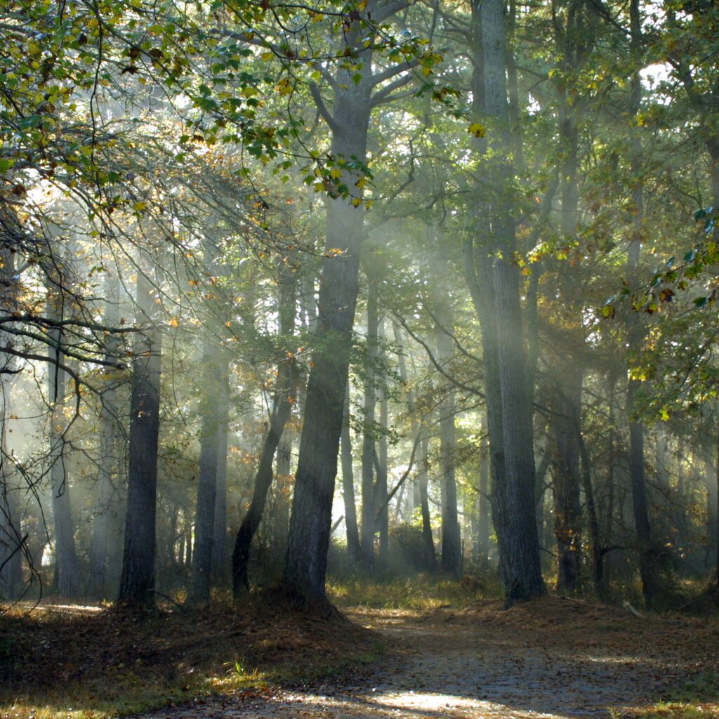 nature therapy - irish woods